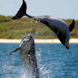 Dolphin Watching Tour